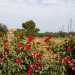 E mentre siamo intenti a fotografare delle rose rosse in fiore...